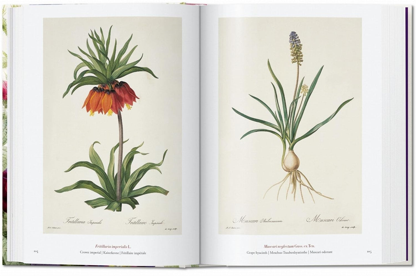 Redouté. the Book of Flowers. 45th Ed by H. Walter Lack