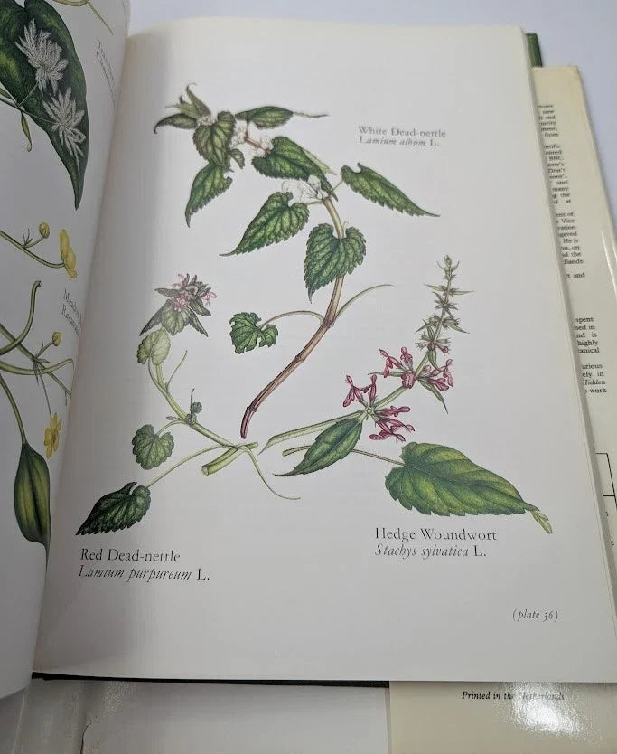 The Queen's Hidden Garden: Buckingham Palace's Treasury of Wild Plants - photograph 8