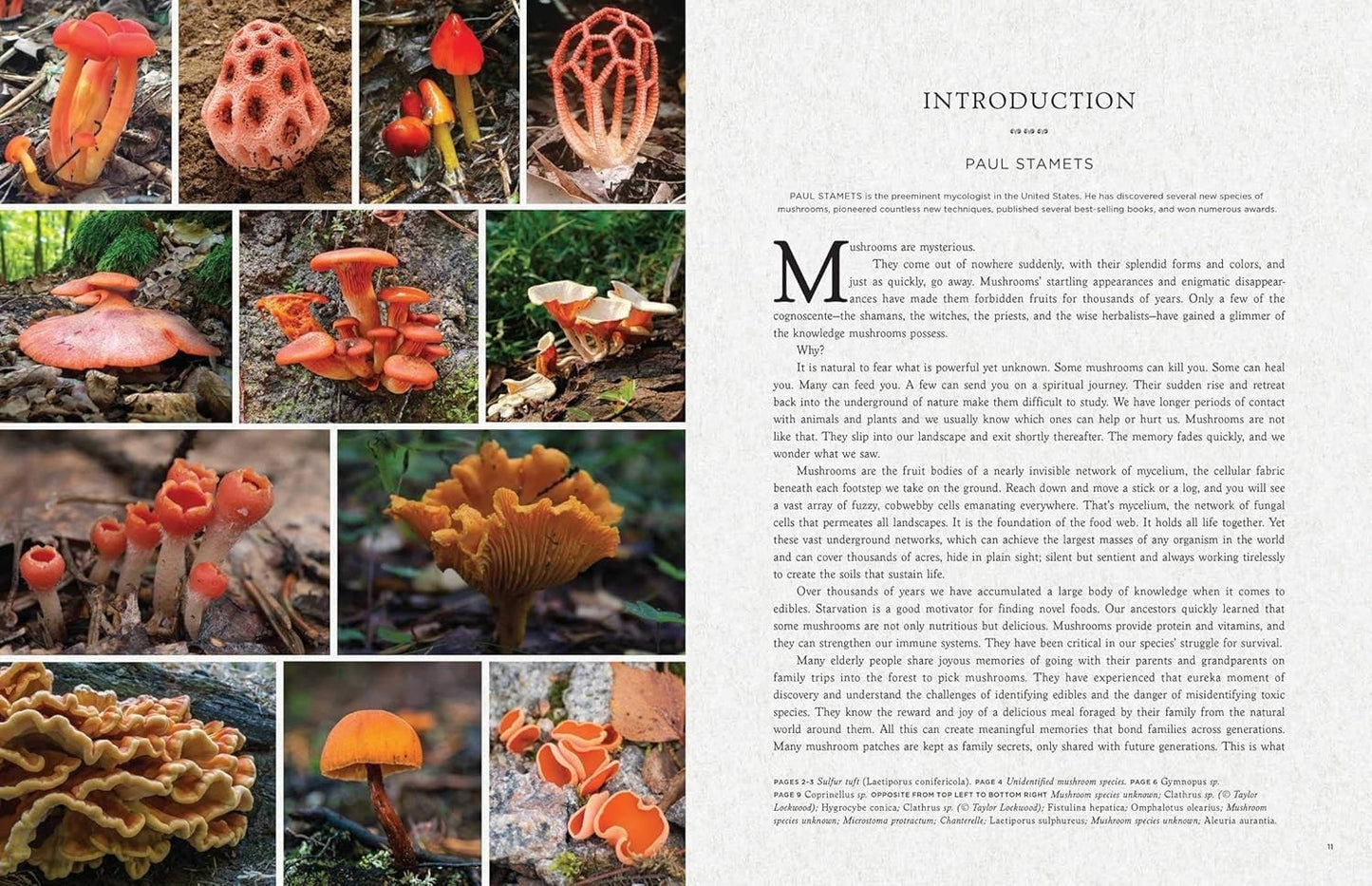 Fantastic Fungi : How Mushrooms Can Heal, Shift Consciousness, Save the planet