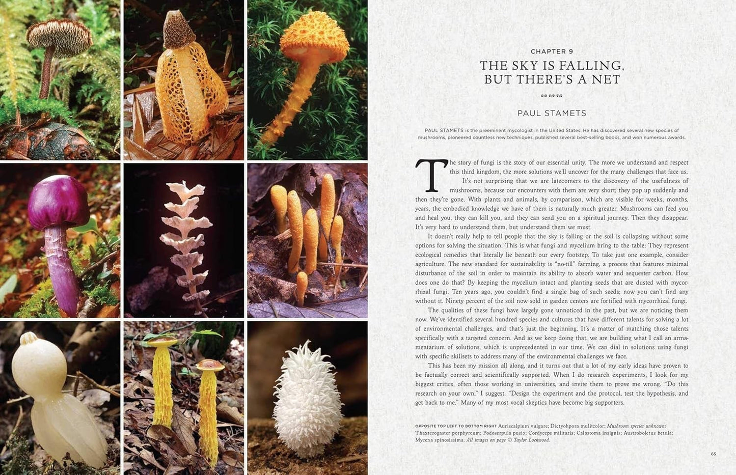 Fantastic Fungi : How Mushrooms Can Heal, Shift Consciousness, Save the planet