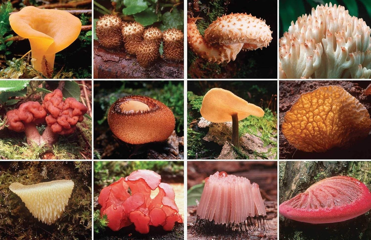 Fantastic Fungi : How Mushrooms Can Heal, Shift Consciousness, Save the planet