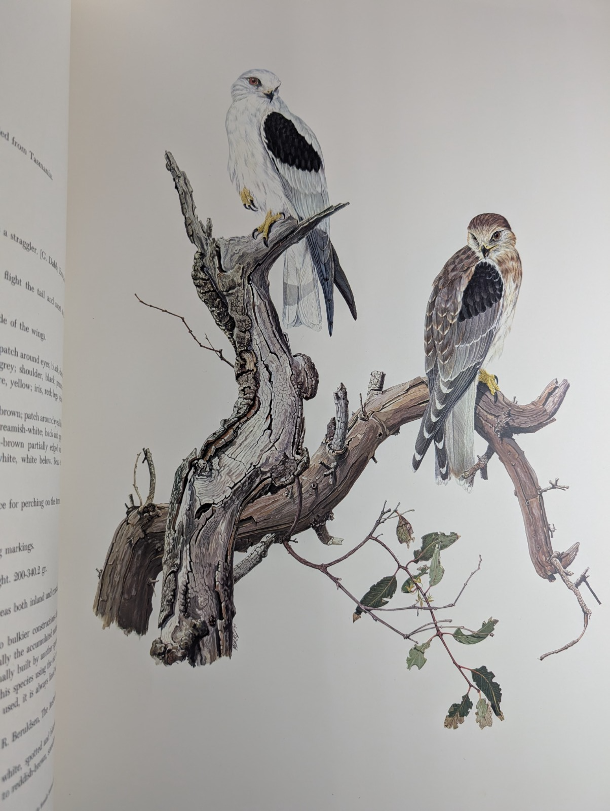 Birds of Prey of Australia Frank Morris 1st ltd edition HUGE leather bound 1973