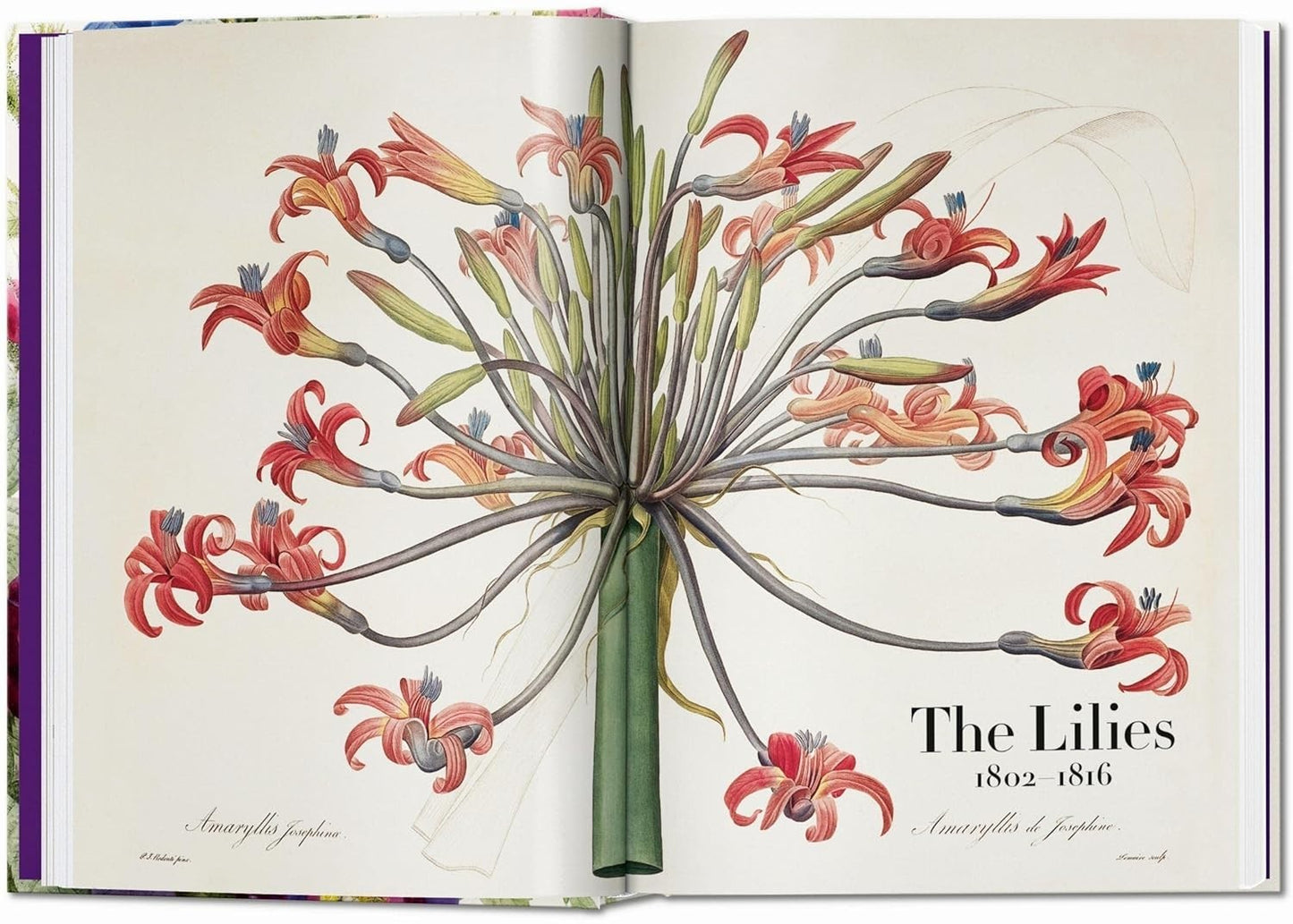 Redouté. the Book of Flowers. 45th Ed by H. Walter Lack