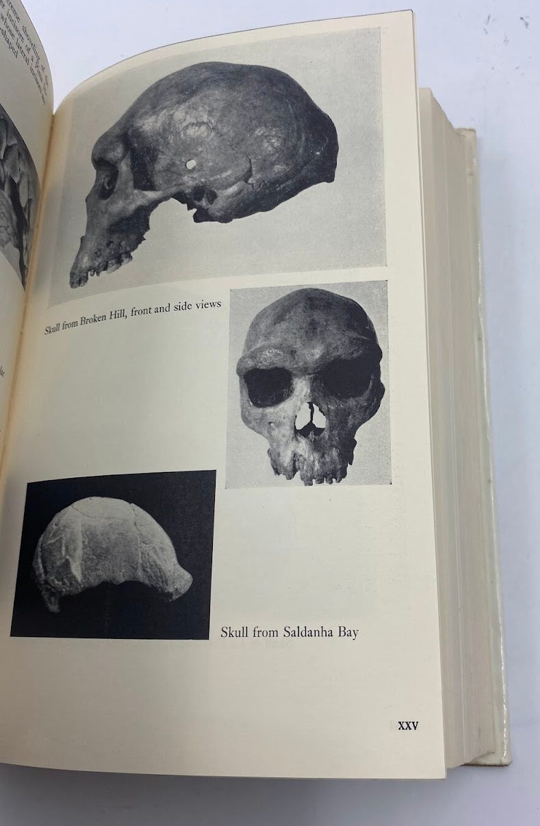 The Origin of Races Carleton Coon 1968 controversial learnings about racism HC