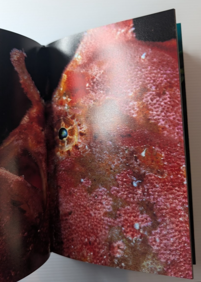 Fish Face: Portraits by David Doubilet - actual copy, photograph 7