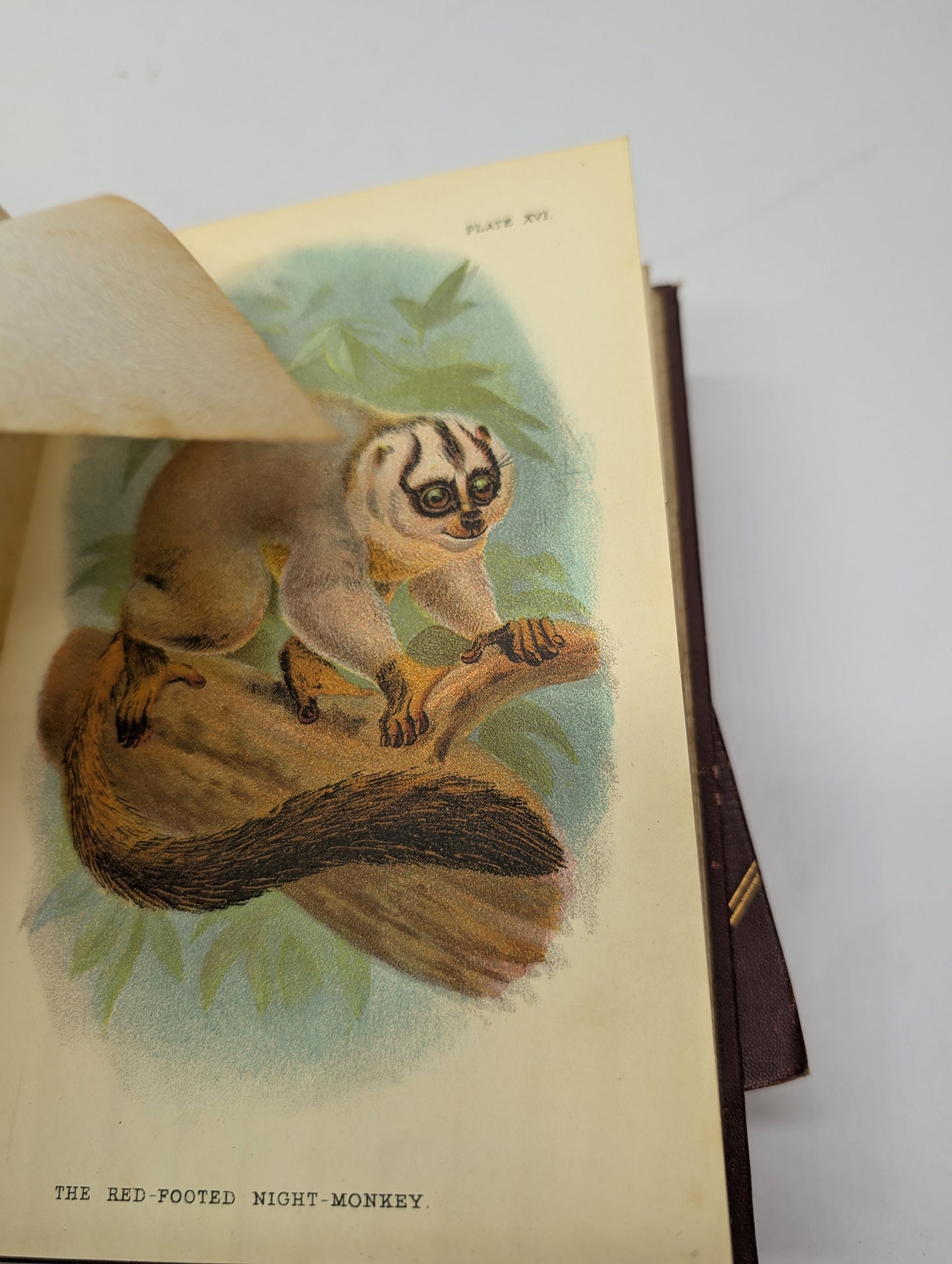 A Handbook to the Primates, Vols I & II, Forbes, 1896. Lloyds