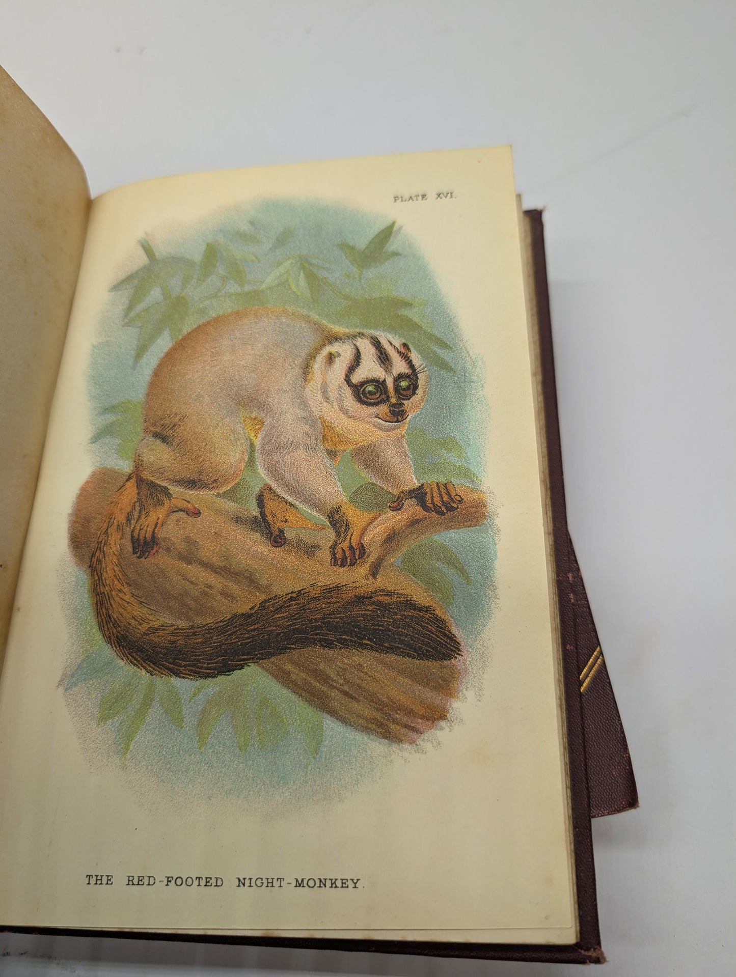 A Handbook to the Primates, Vols I & II, Forbes, 1896. Lloyds