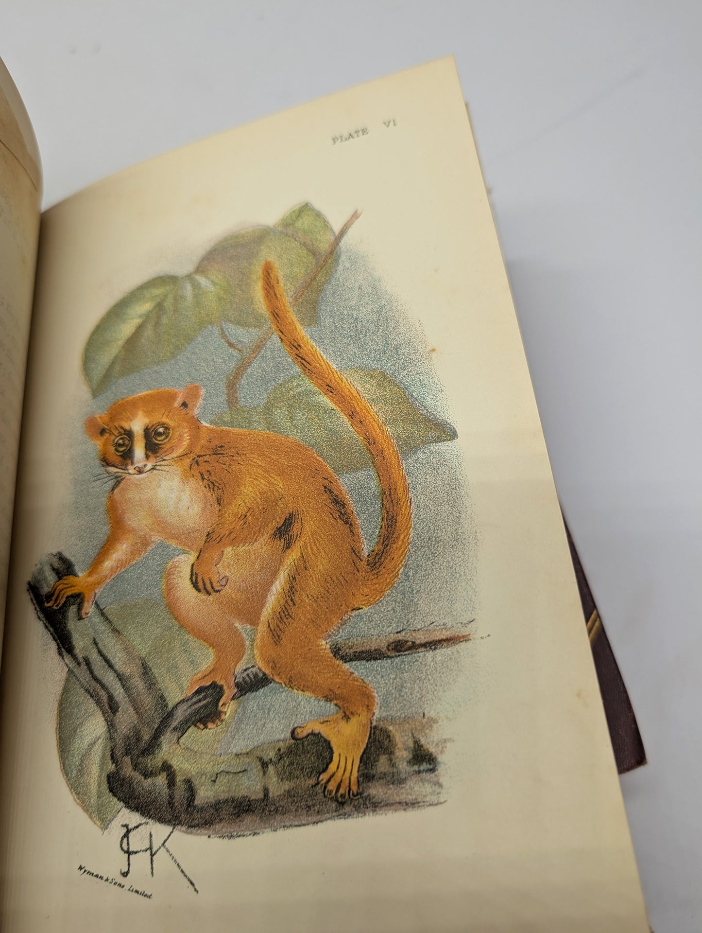 A Handbook to the Primates, Vols I & II, Forbes, 1896. Lloyds