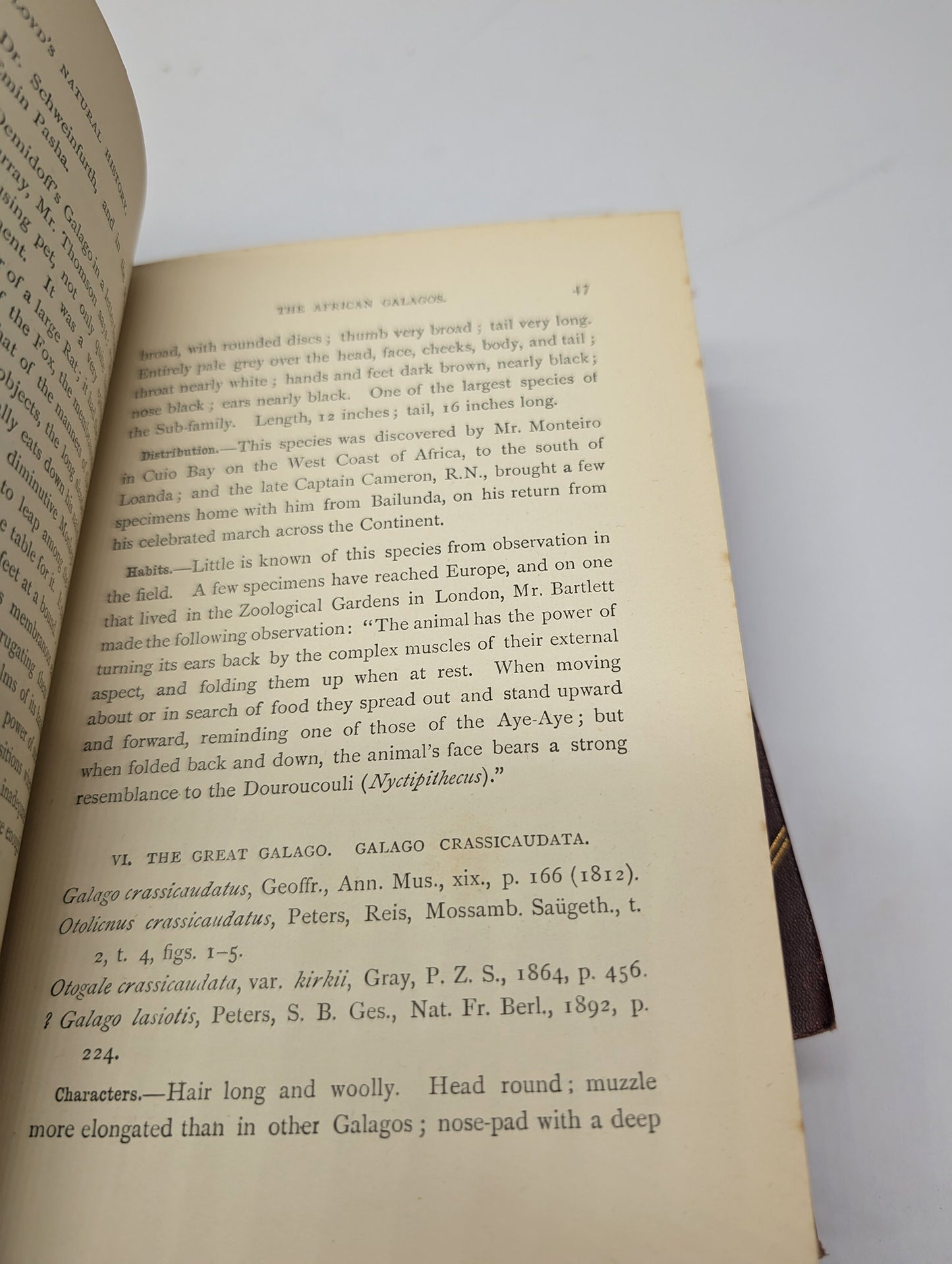 A Handbook to the Primates, Vols I & II, Forbes, 1896. Lloyds