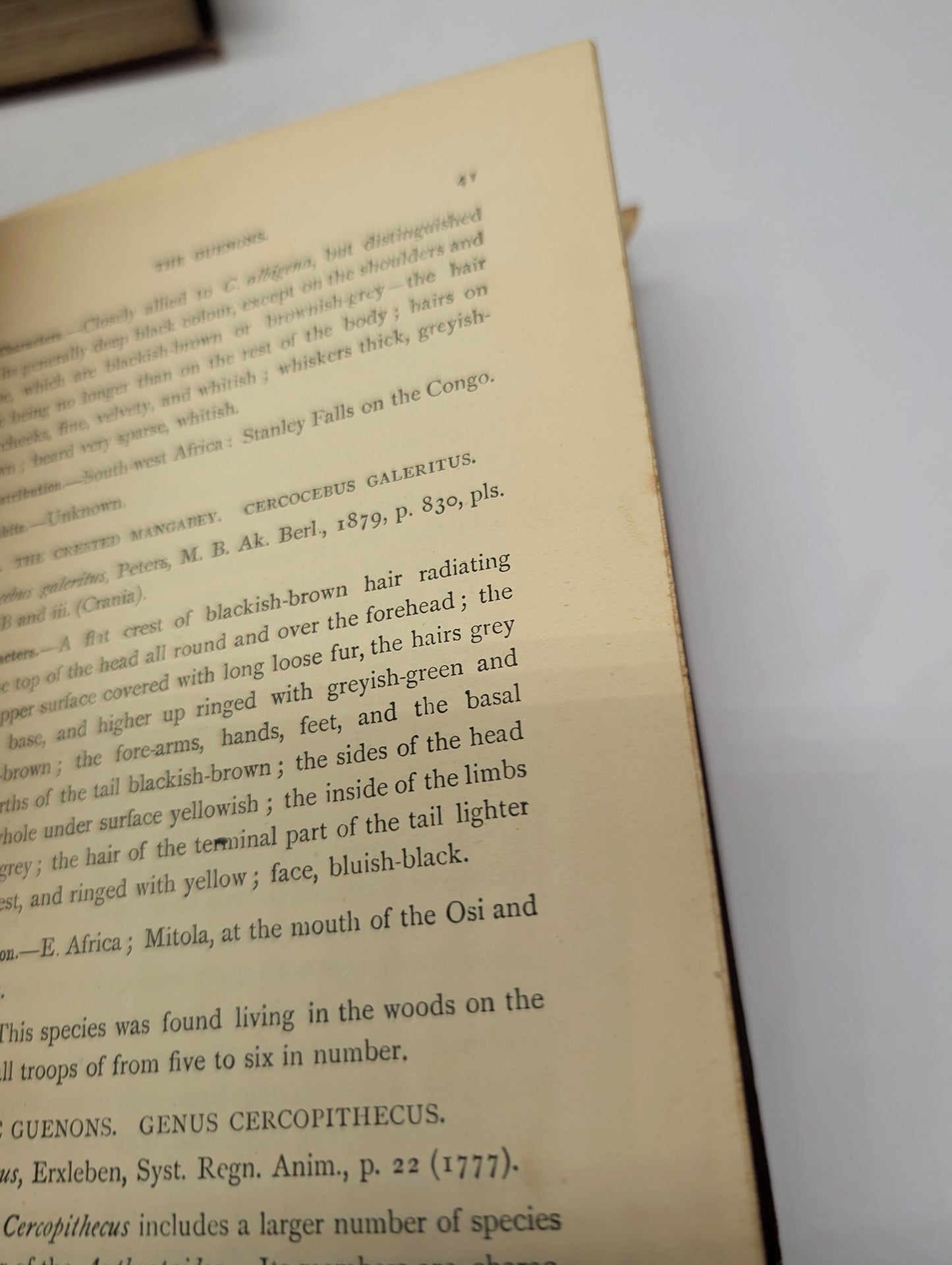 A Handbook to the Primates, Vols I & II, Forbes, 1896. Lloyds