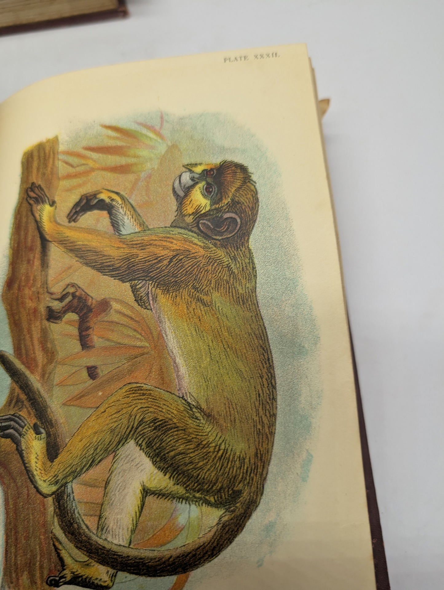 A Handbook to the Primates, Vols I & II, Forbes, 1896. Lloyds