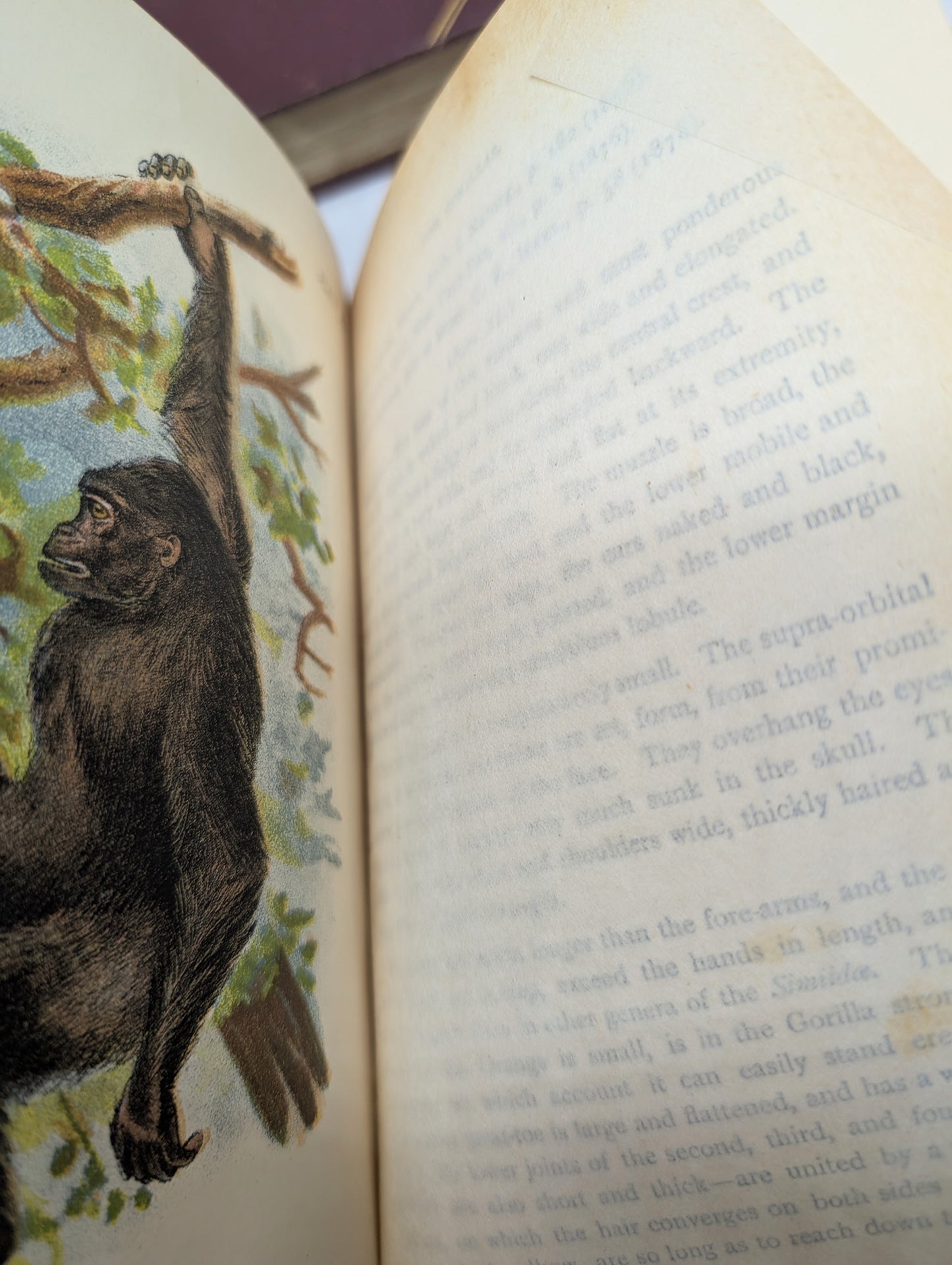 A Handbook to the Primates, Vols I & II, Forbes, 1896. Lloyds