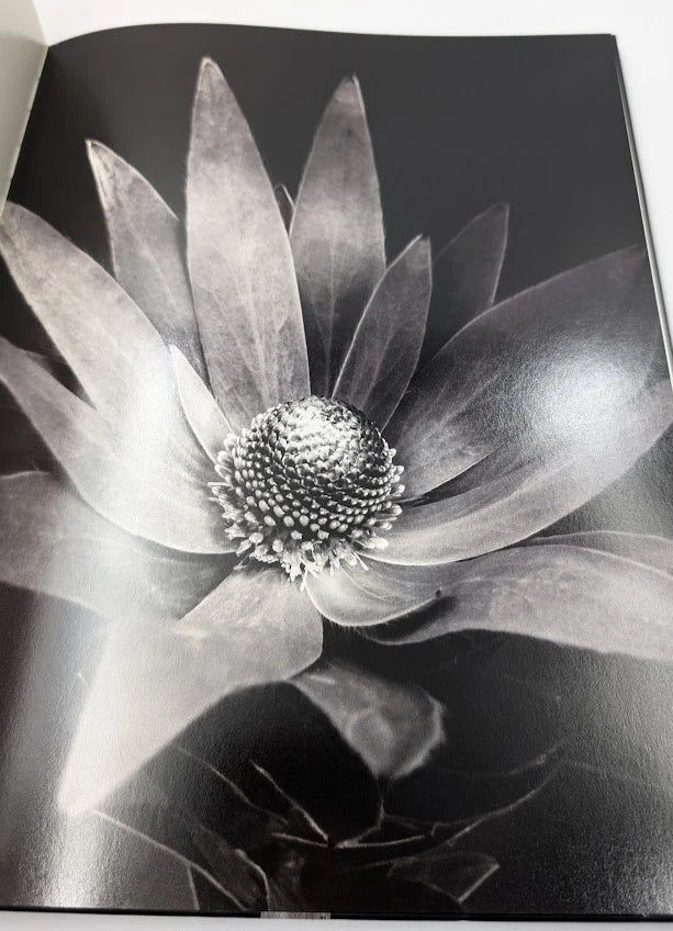 Grandiflora, photograph 6