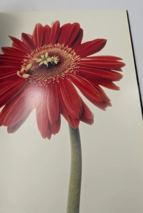 Grandiflora, photograph 7