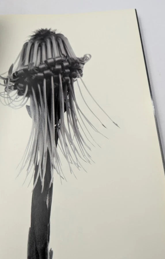Grandiflora, photograph 8