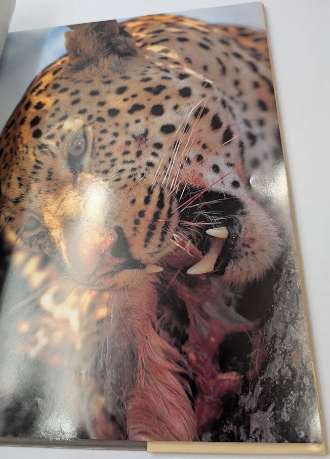 Big Cats of Mala Mala, photograph 5