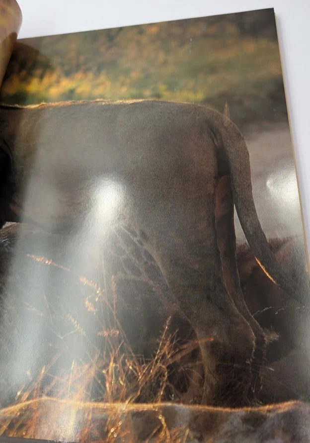 Big Cats of Mala Mala, photograph 6