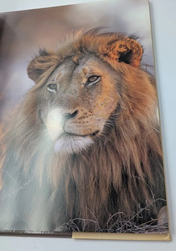 Big Cats of Mala Mala, photograph 7
