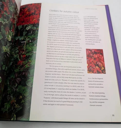 Colourful Gardening: Climbers, actual copy, photo 6 of 7