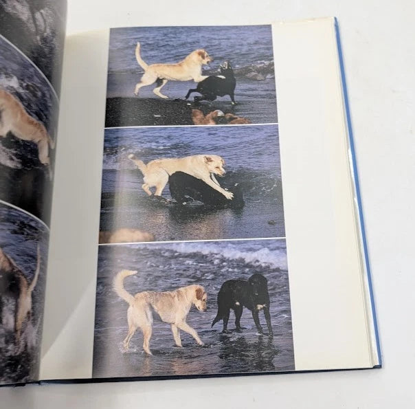 Dogs of the Greek Islands, Pearl Press photo 6