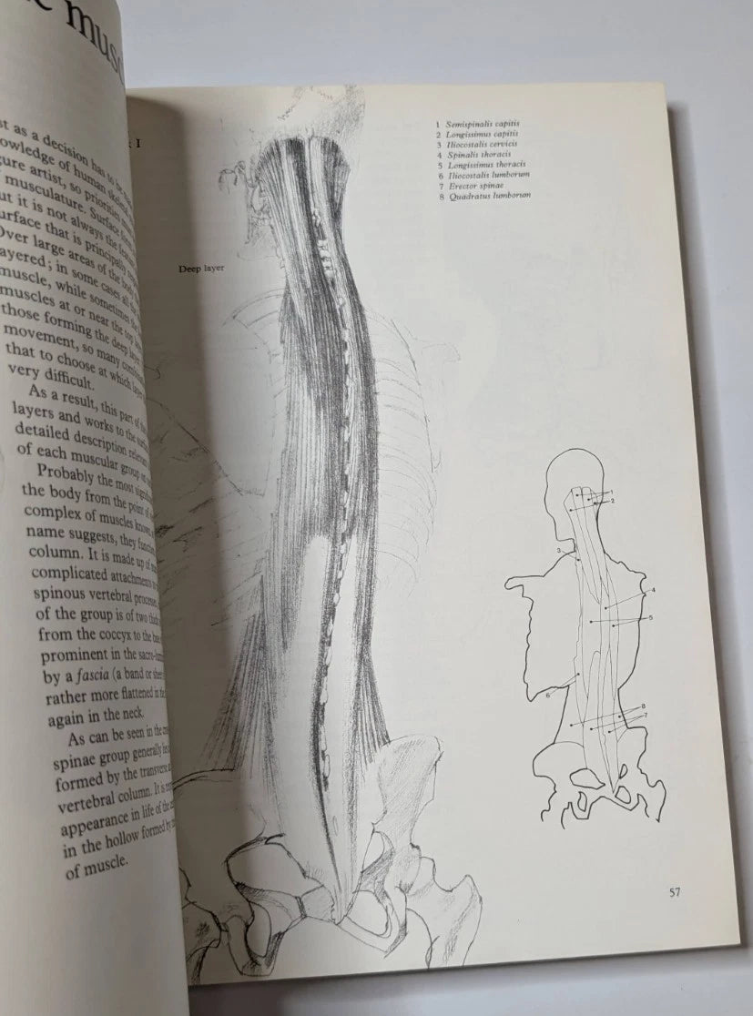 Figure Drawing and Anatomy for the Artist