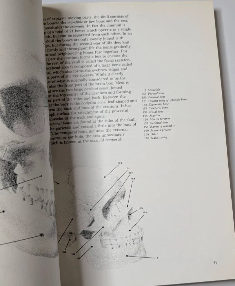 Figure Drawing and Anatomy for the Artist