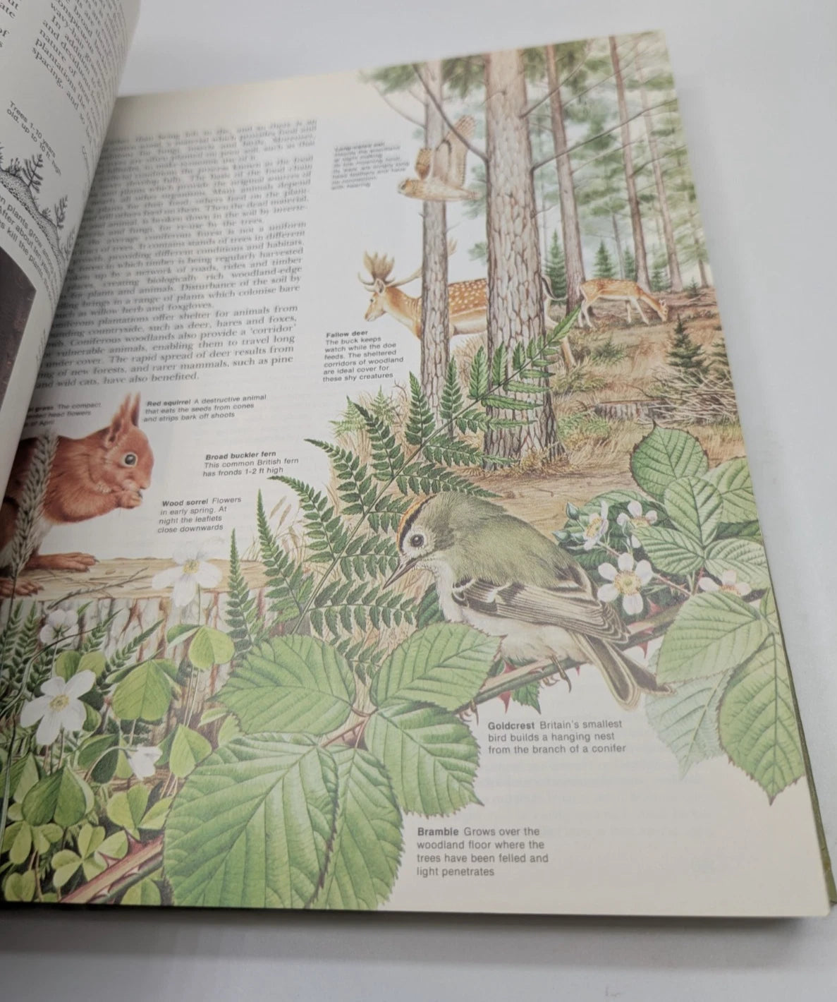 Book of the British Countryside, 1973 hardcover, copy photograph 11