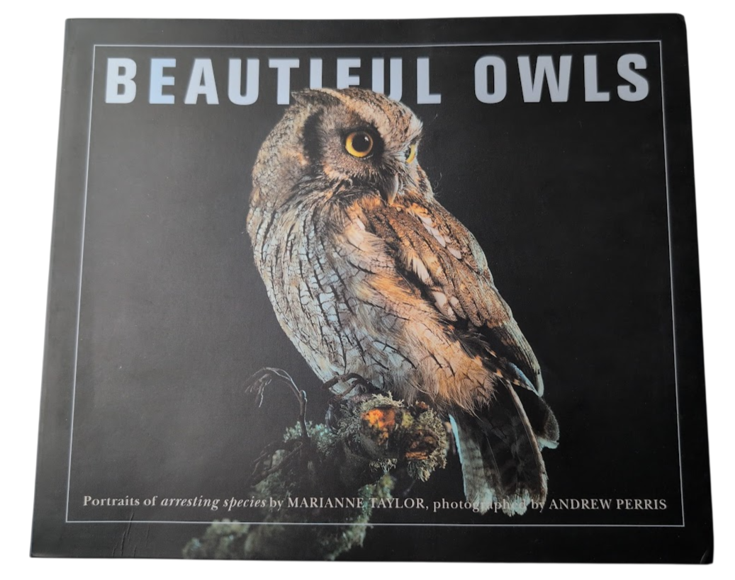 Beautiful Owls, image 1