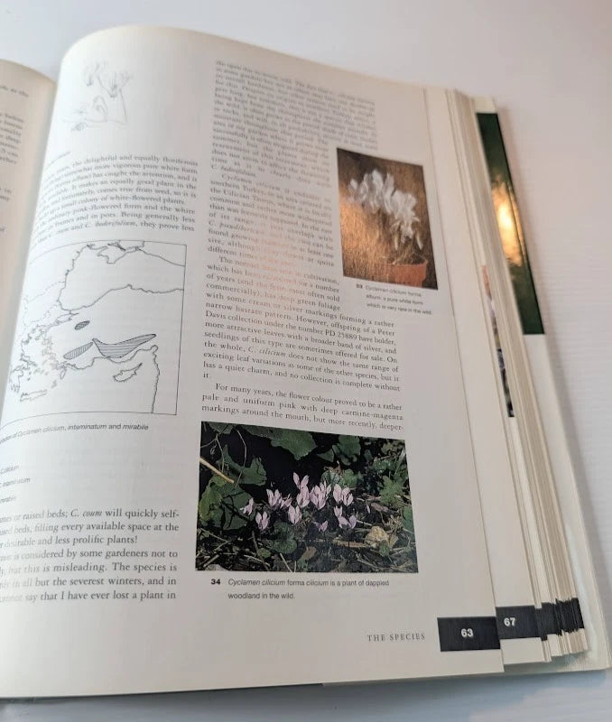 Cyclamen by Christopher Grey-Wilson, actual copy, photo 4 of 7