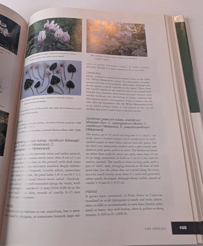 Cyclamen by Christopher Grey-Wilson, actual copy, photo 6 of 7