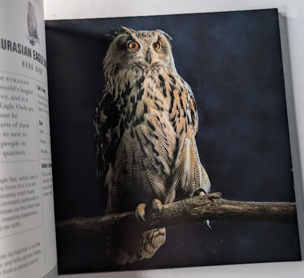 Beautiful Owls, image 4