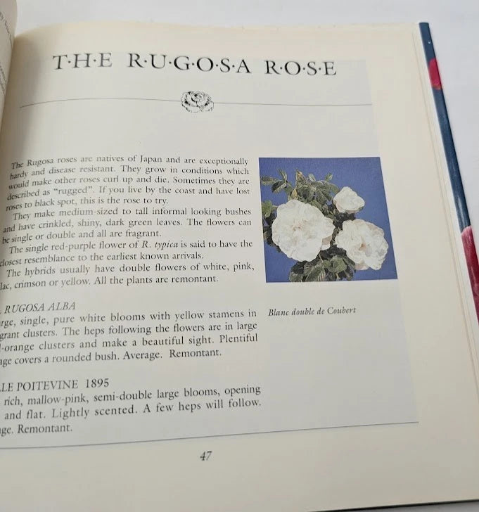 Old Fashioned Roses for Australian Gardens, copy photograph 4