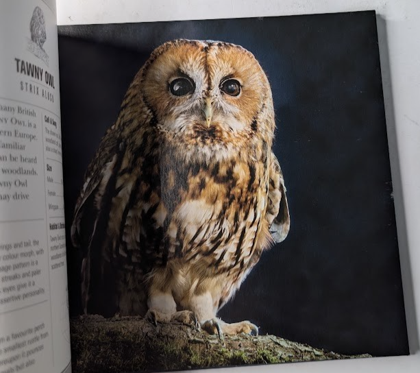 Beautiful Owls, image 5