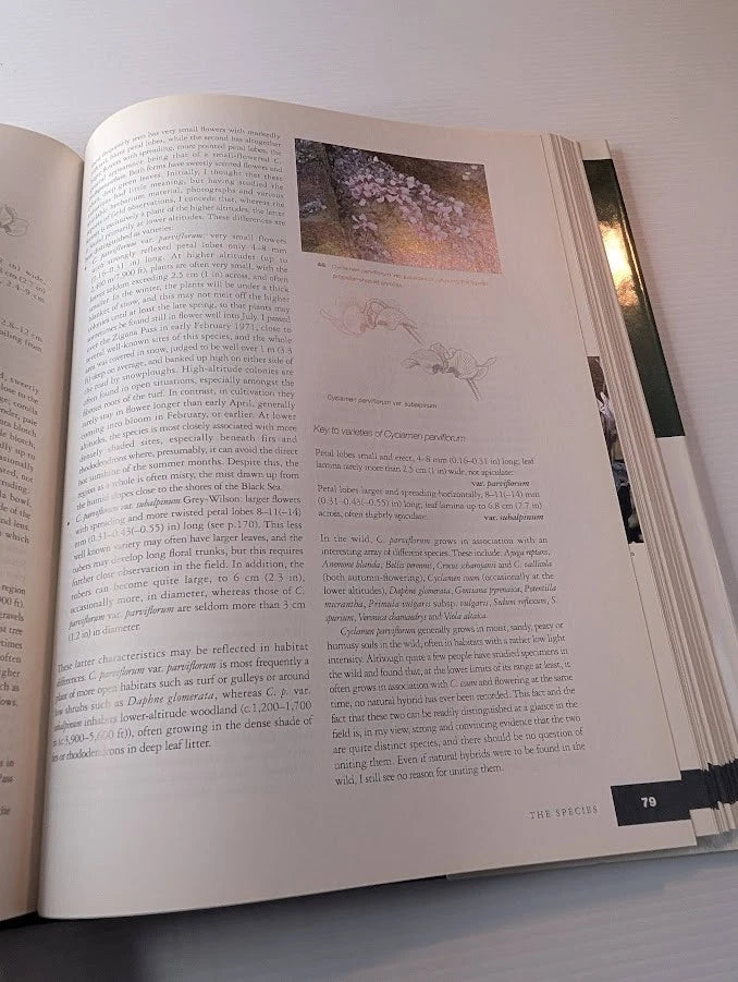 Cyclamen by Christopher Grey-Wilson, actual copy, photo 5 of 7