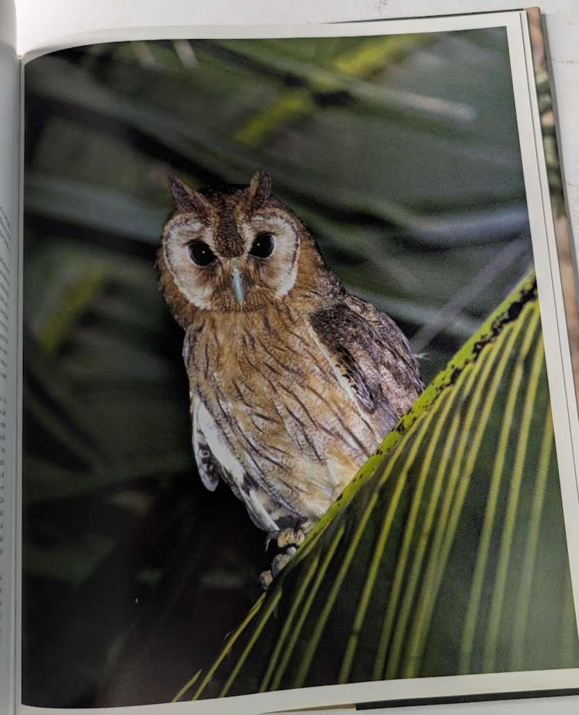 Enigma of the Owl, image 5