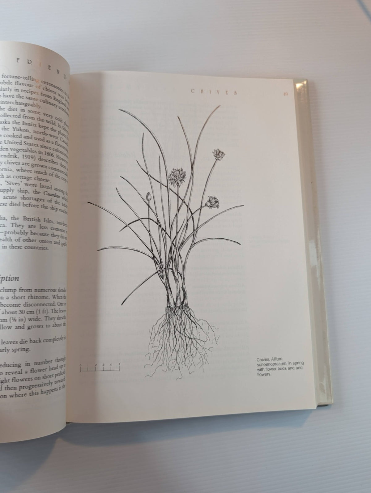 Garlic and Friends Edible Alliums by Penny Woodward - book detail 5
