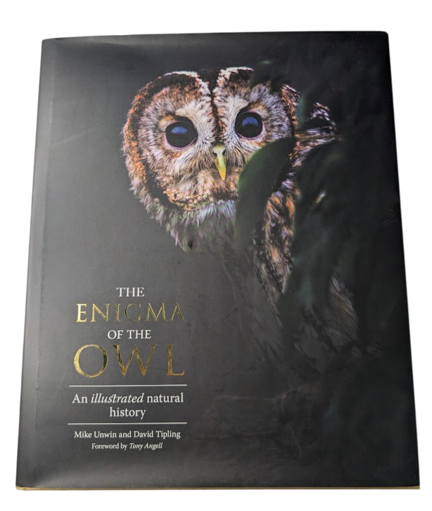 Enigma of the Owl, image 4