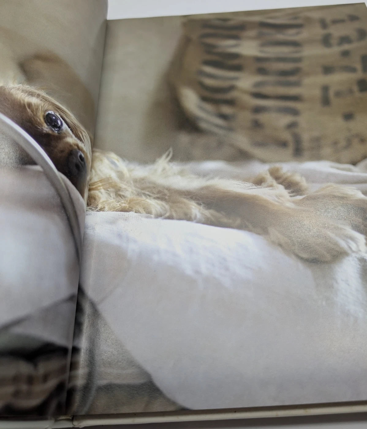 French Dog + French Cat  2 x Books by Rachael McKenna Photographic art